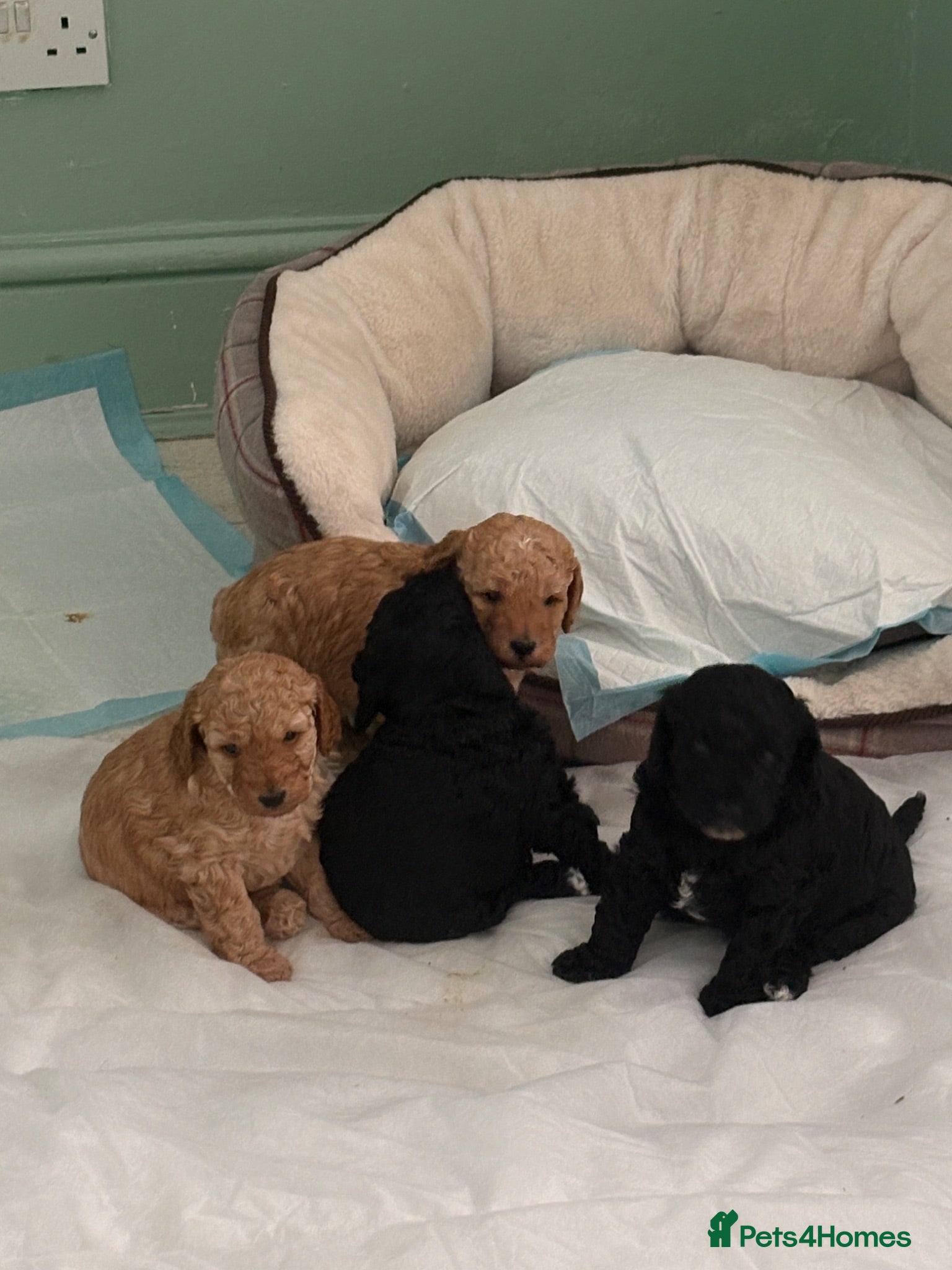 Cockapoo dogs Real life Teddy Bears! F1B cockapoo miniature - Advert 1
