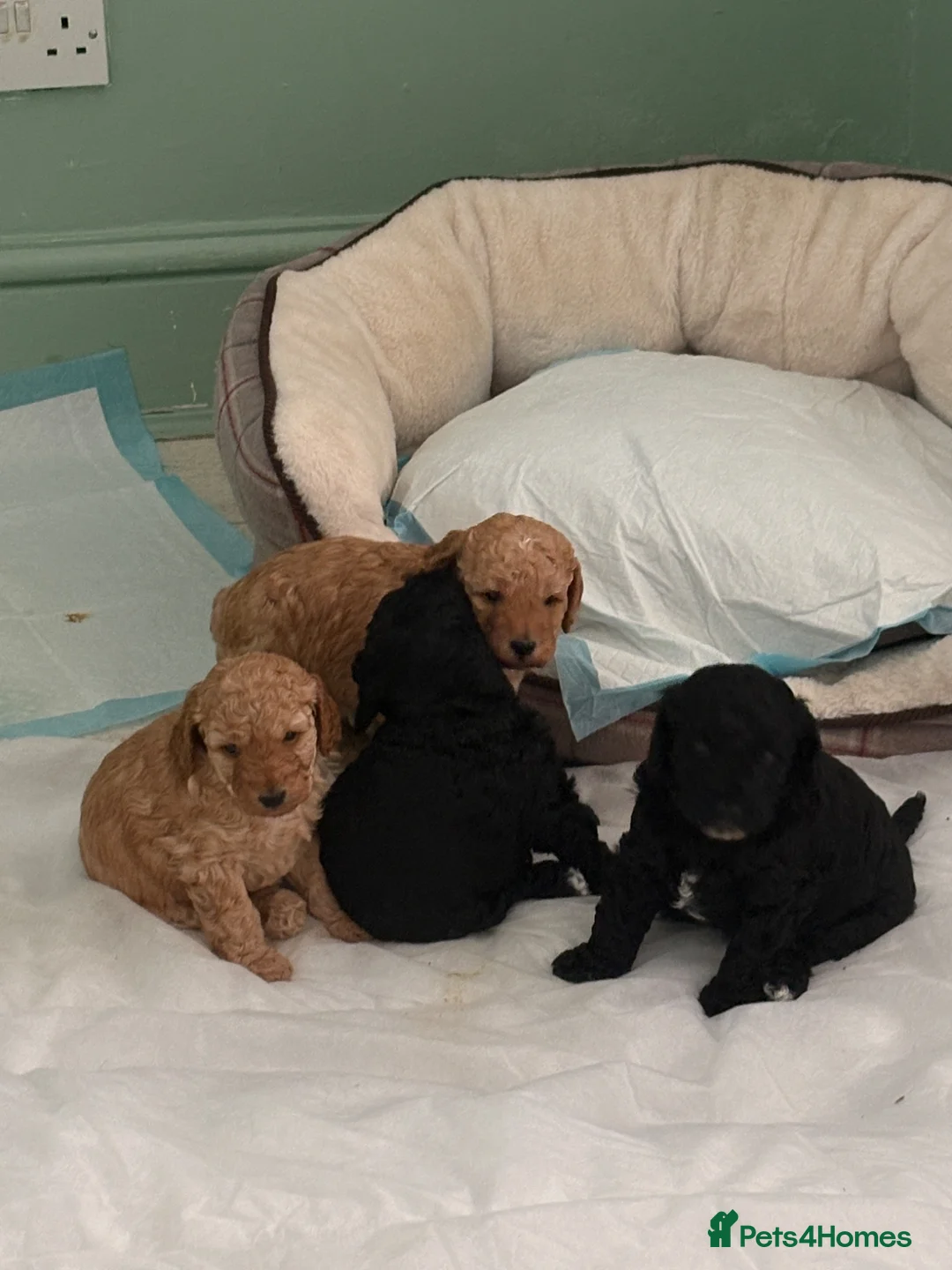 Cockapoo dogs for sale: Real life Teddy Bears! F1B cockapoo miniature - Advert 1