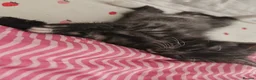 Mixed Breed cats for sale: Beautiful Persian X kittens  - Advert 11