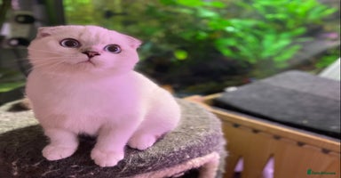 Scottish Fold cats - Advert 13
