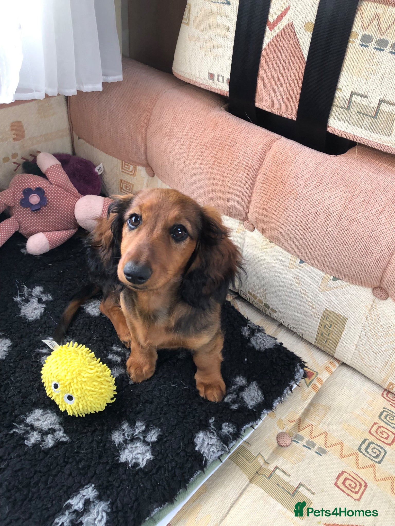 Miniature Dachshund dogs K.C Longhaired Miniature Dachshund - Advert 4