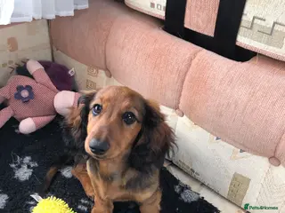 Miniature Dachshund dogs K.C Longhaired Miniature Dachshund - Advert 4