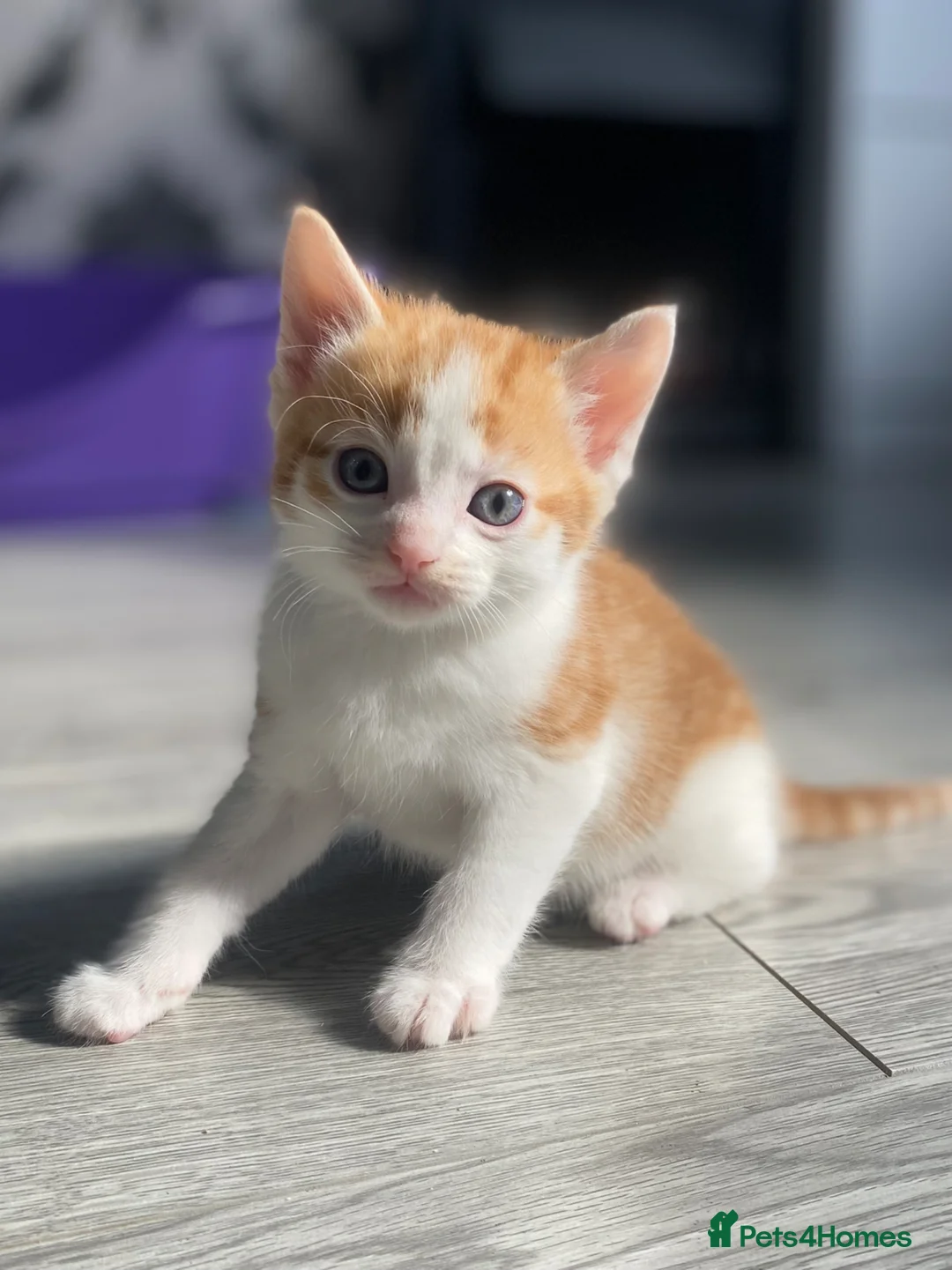 Mixed Breed cats for sale: Beautiful kittens for sale - Advert 1