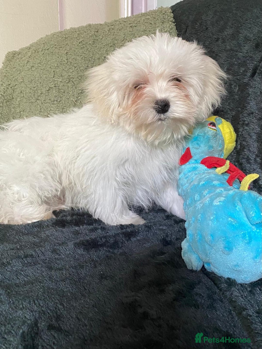 Maltipoo dogs for sale: maltipoo puppies for sale  - Image 16