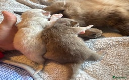 Ragdoll cats for sale: Rare Cherubim ragdolls lilac mink sepia smoke  - Image 3