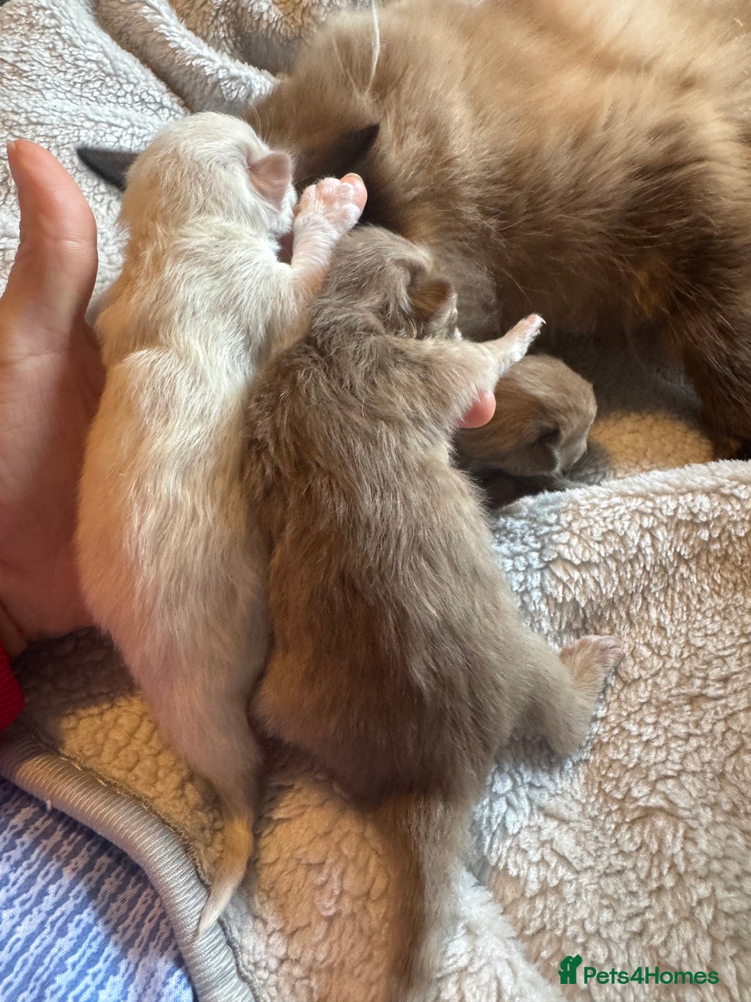 Ragdoll cats for sale: Rare Cherubim ragdolls lilac mink sepia smoke  - Image 3