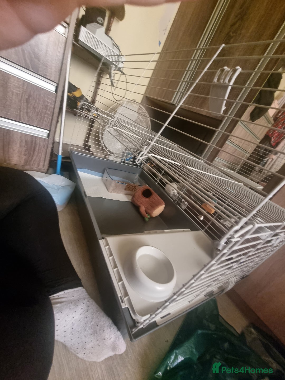 Ferret rodents for sale: Best little ferret ever - Image 6