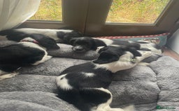 English Springer Spaniel dogs for sale: Beautiful English Springer Spaniels - Image 8