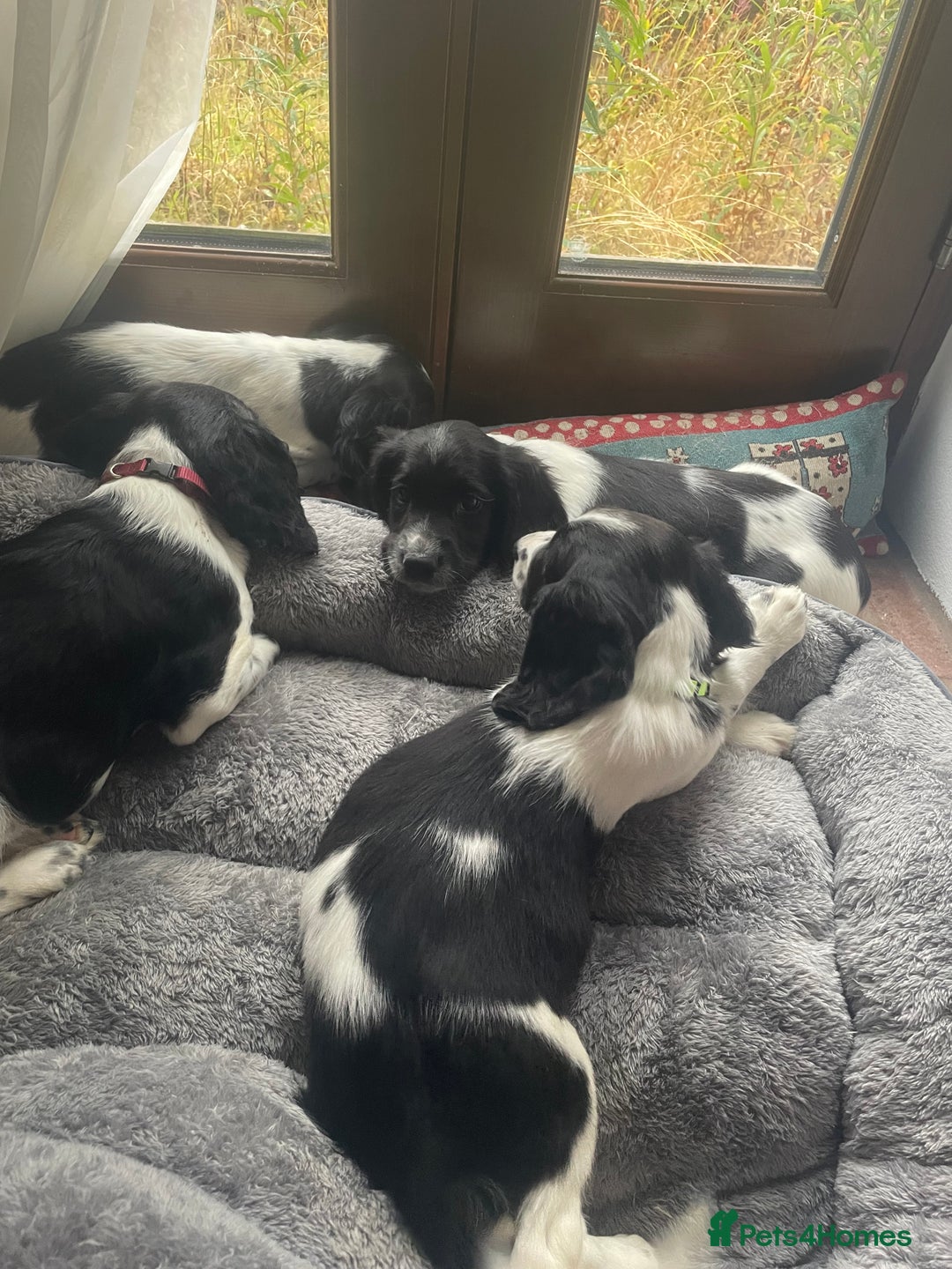 English Springer Spaniel dogs for sale: Beautiful English Springer Spaniels - Image 8
