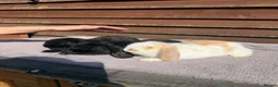 Mini Lop rabbits for sale: Baby mini lops  - Advert 11