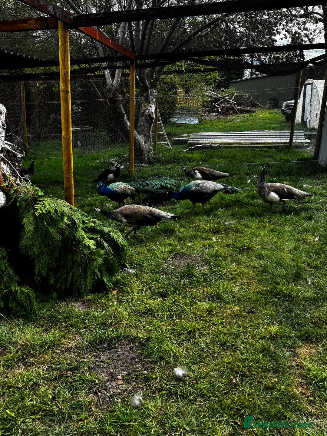 Mixed Breed birds for sale: Indian Blue Peafowl - Image 5