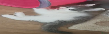 Maine Coon 2