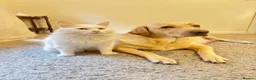 Labrador Retriever dogs for sale: 2 Red Fox Boys, Yellow Boy & Pale Yellow Girl - Advert 3