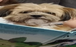 Mixed Breed dogs for sale: Sheranian for sale 1yr old  - Image 6