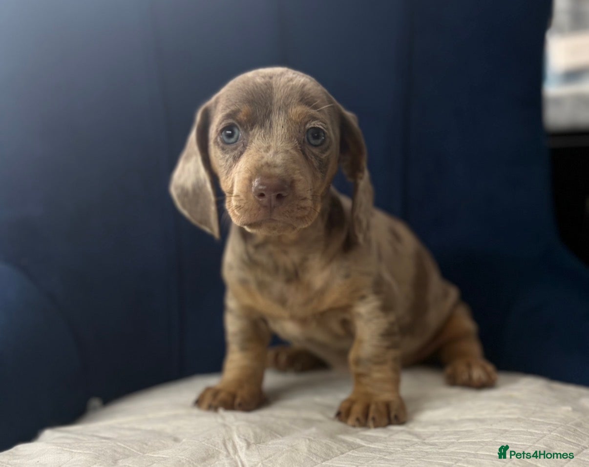 Miniature Dachshund dogs Miniature Dachshunds KC Registered  - Advert 17