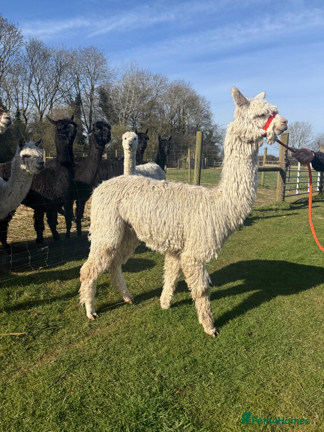 Alpaca livestock for sale: Pet Male Alpacas For Sale - Advert 8