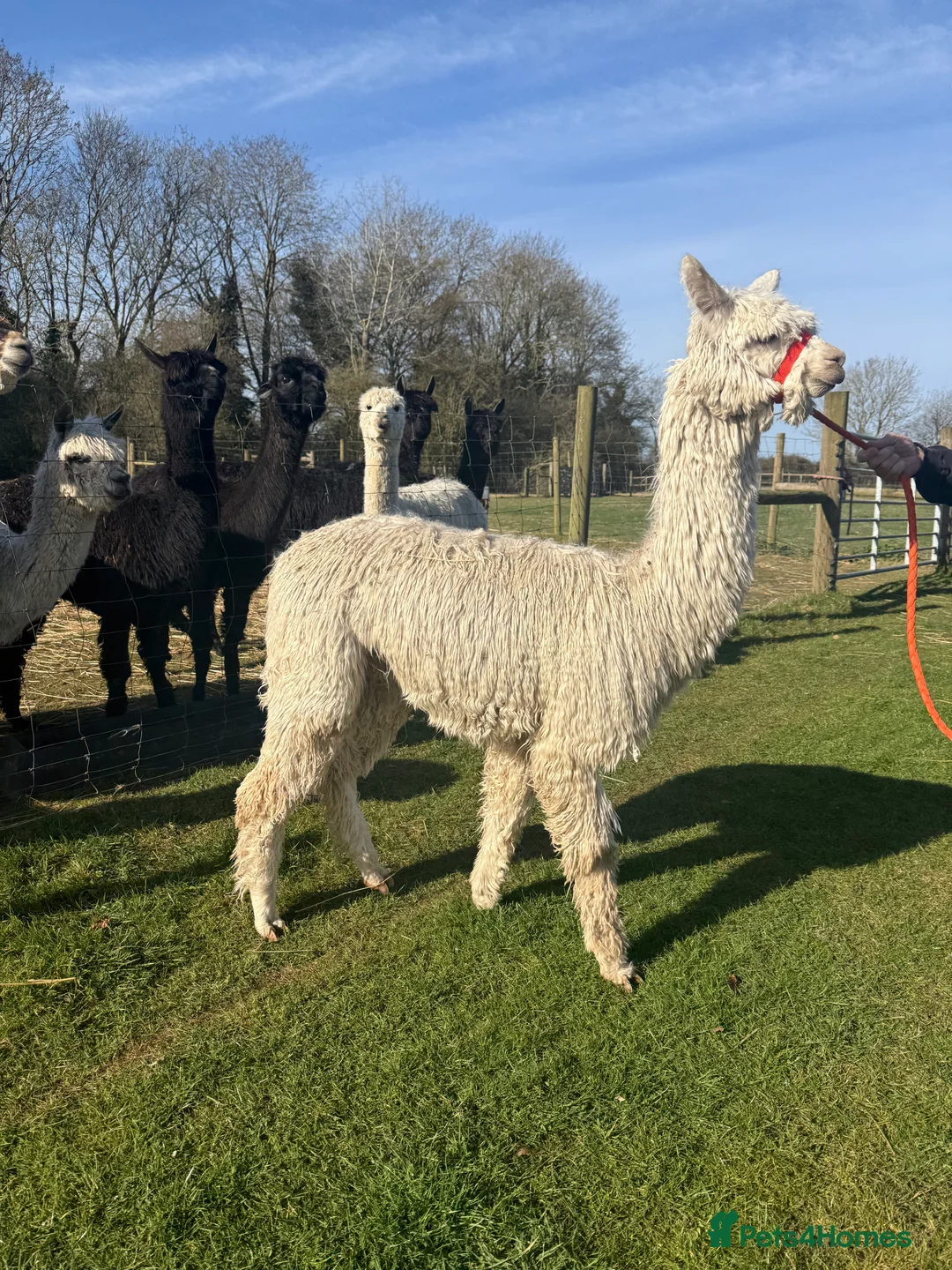 Alpaca livestock for sale: Four Pet Male Alpaca - Advert 8