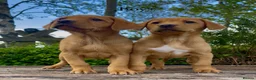 Labrador Retriever dogs for sale: KC Reg Fox Red Labrador Puppies Health Tested in Melton Mowbray - Advert 3