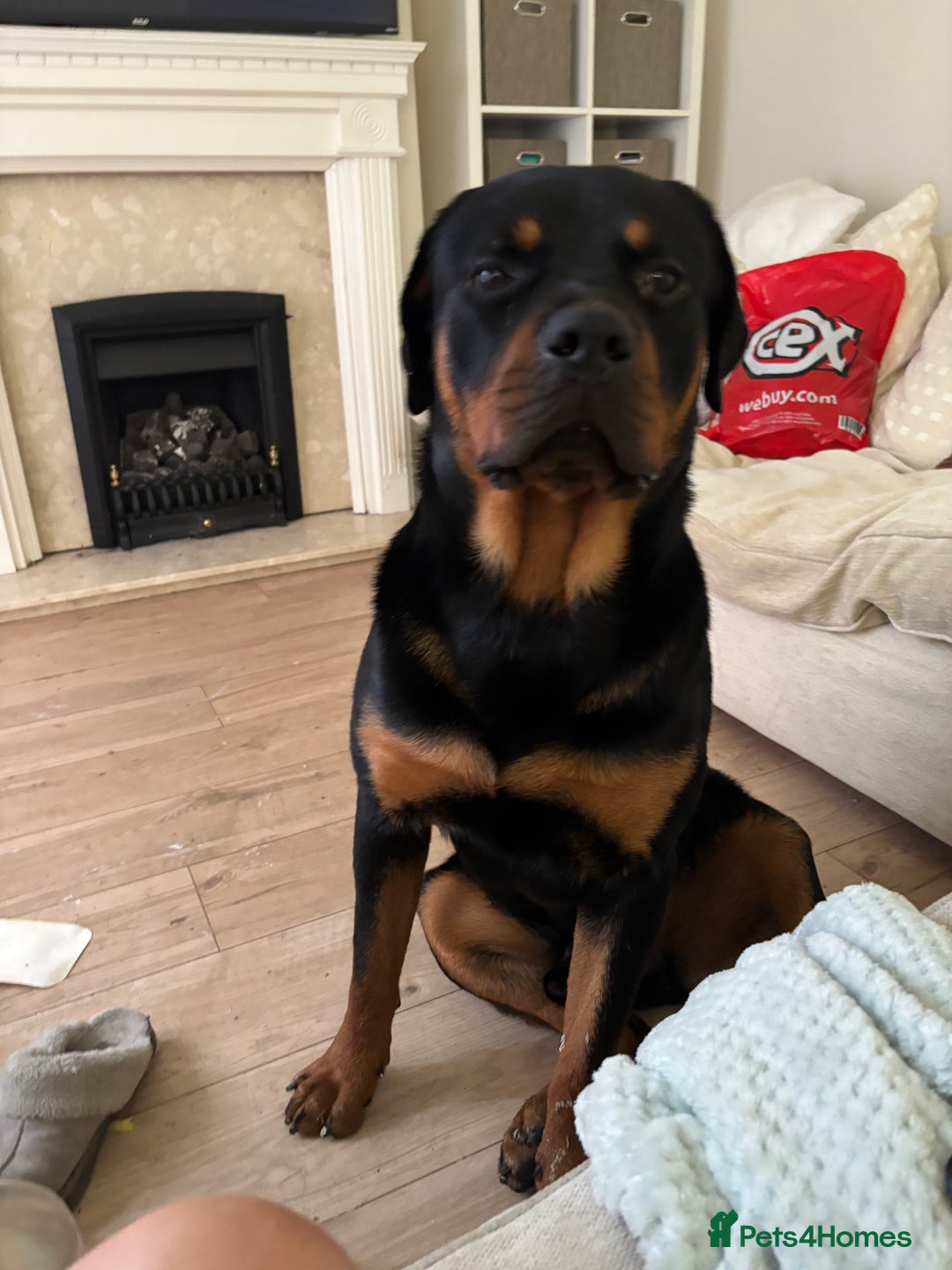 Rottweiler dogs for sale: Beautiful rottweiler - Image 2