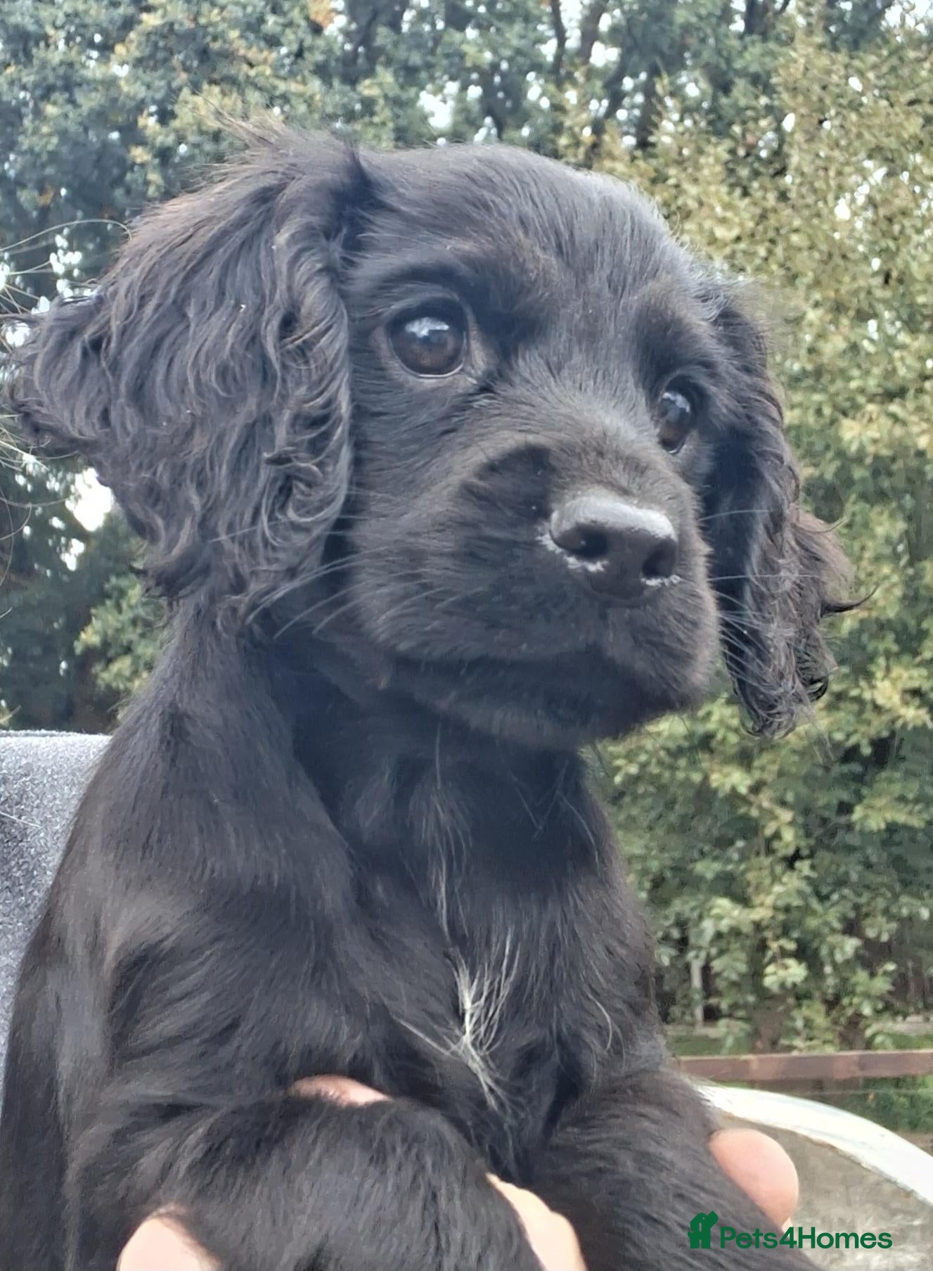 Cocker Spaniel dogs ***1 boy left***KC reg Working Cocker Puppies  - Advert 1