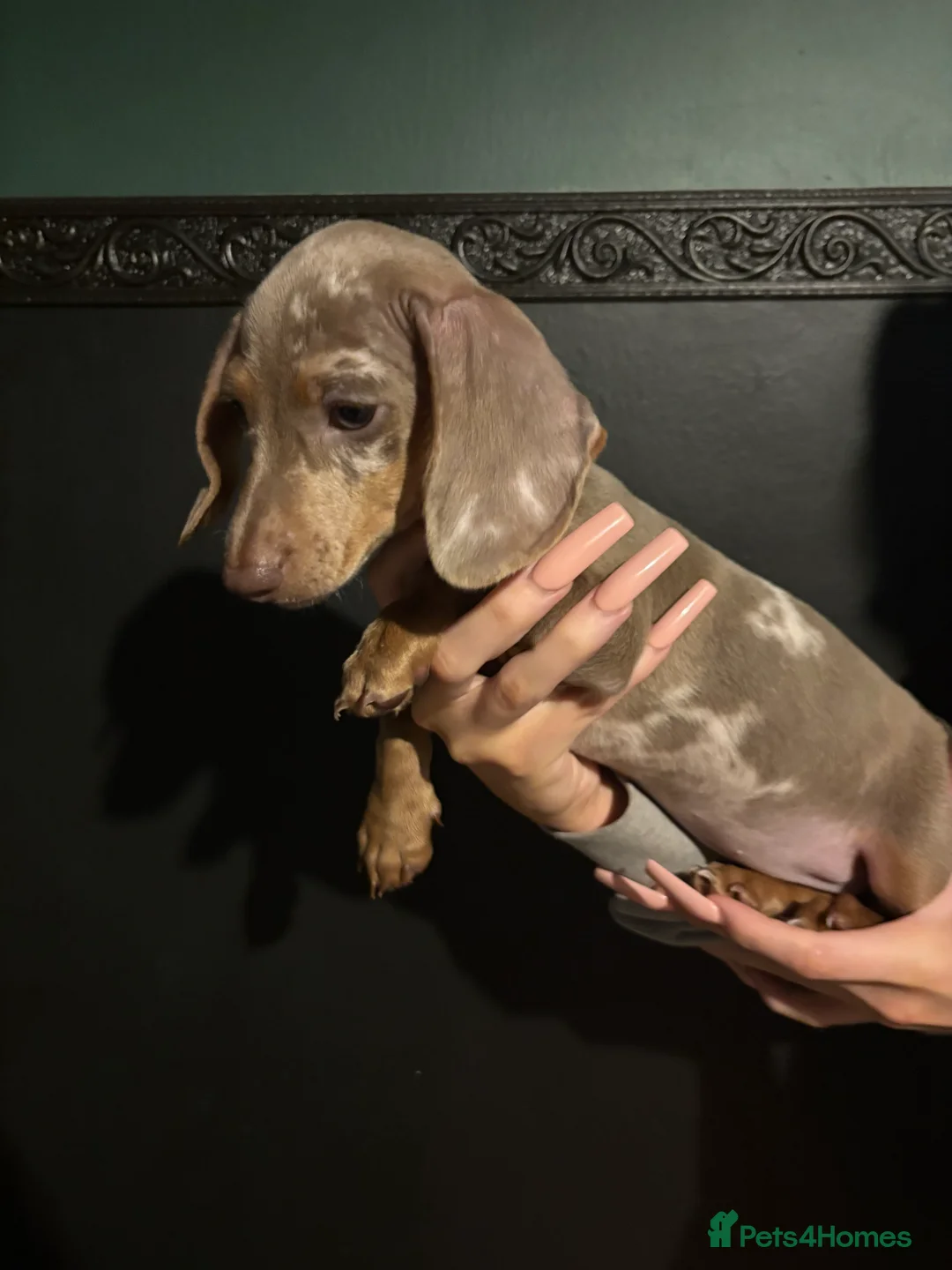 Miniature Dachshund dogs for sale: Beautiful miniature dachshound  - Advert 4