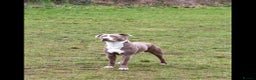 Mixed Breed dogs for sale: Staffordshire bull terrier X lurcher cross - Advert 1