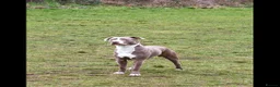 Mixed Breed dogs for sale: Staffordshire bull terrier cross - Advert 1