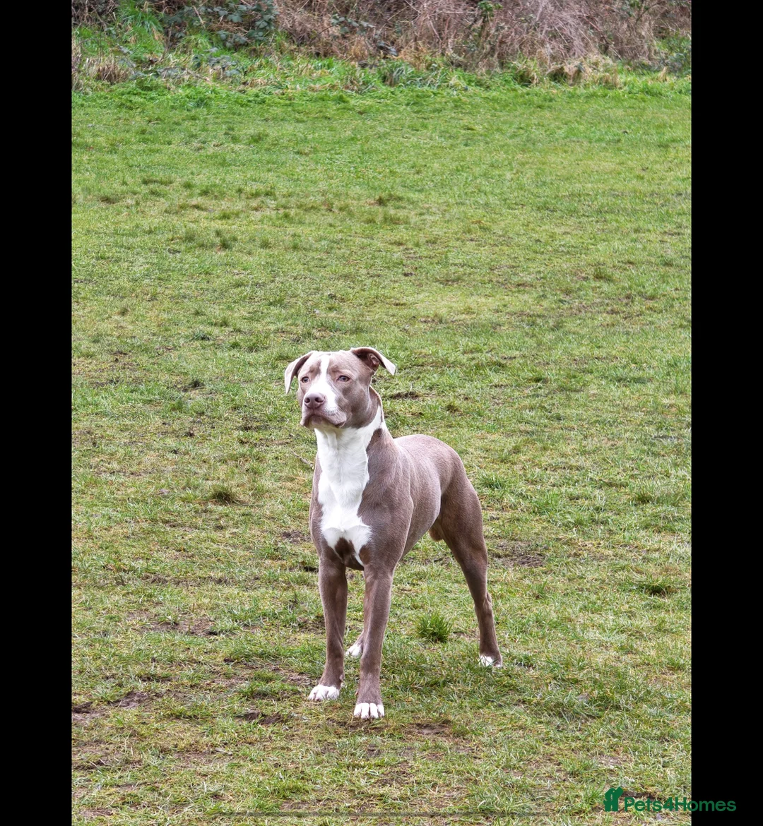Mixed Breed dogs for sale: Staffordshire bull terrier cross - Advert 1