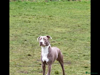 Mixed Breed dogs Staffordshire bull terrier X lurcher cross - Advert 7