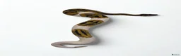 Python Snake reptiles for sale: 9 ball pythons  - Advert 1