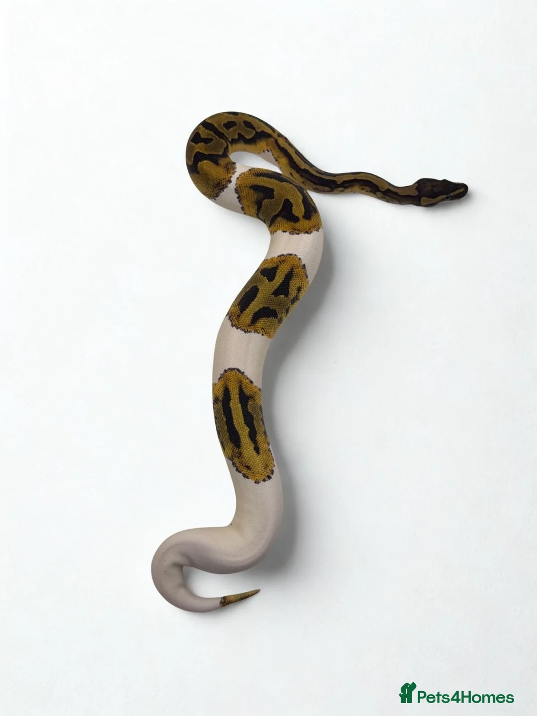 Python Snake reptiles for sale: 9 ball pythons  - Advert 1