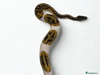 Python Snake reptiles 9 ball pythons - Advert 1