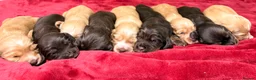 Cocker Spaniel dogs for sale: 🤎🧡 Show Cocker Spaniel Puppies For Sale - Advert 1