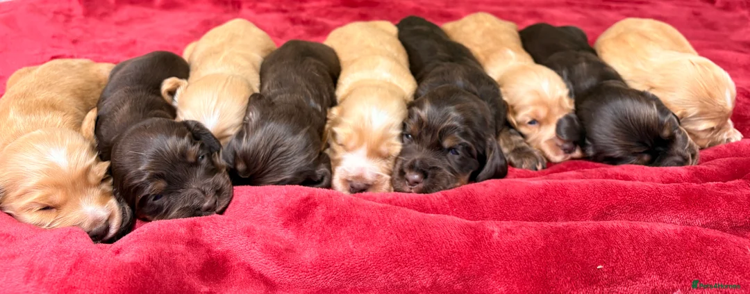 Cocker Spaniel dogs for sale: 🤎🧡 Show Cocker Spaniel Puppies For Sale - Advert 1