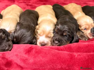 Cocker Spaniel dogs 🤎🧡 Show Cocker Spaniel Puppies For Sale - Advert 6