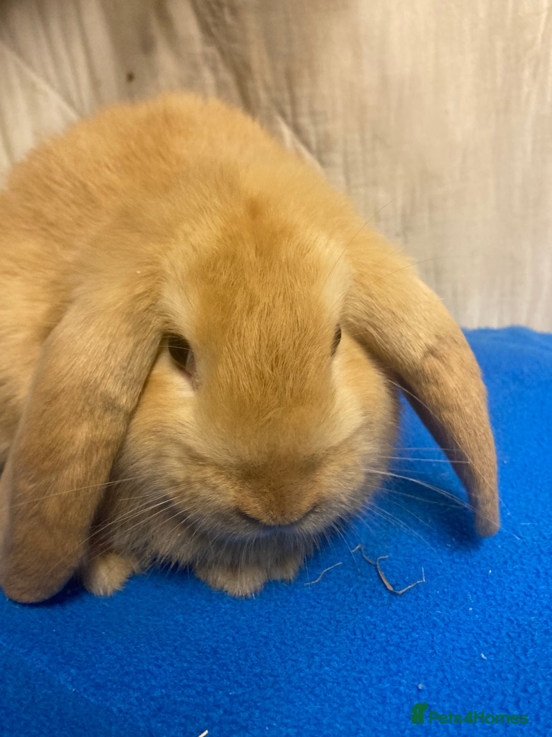 Mini Lop rabbits for sale: Female Baby Mini Lop For Sale  - Advert 2