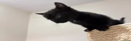 Mixed Breed cats for sale: THREE ADORABLE KITTENS LOOKING FOR LOVING HOMES! in Slough - Advert 12