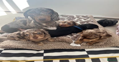 Miniature Dachshund dogs - Advert 9