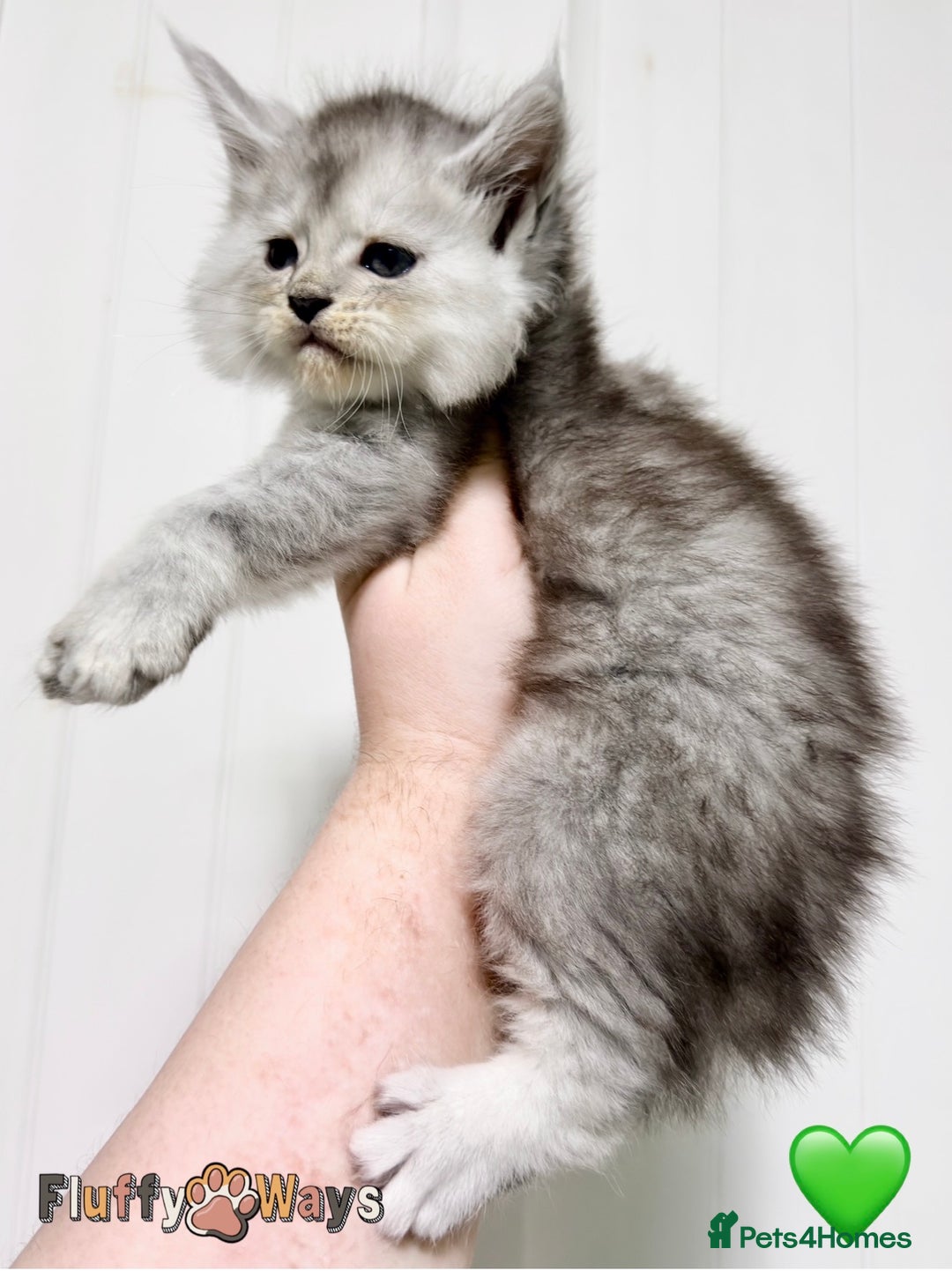 Maine Coon cats for sale: 🐾💠 *TICA REG* SILVER MAINE COON KITTENS 💠🐾 - Advert 9