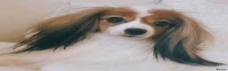 Papillon dogs for sale: HEALTH TESTED Papillon & Phalene  - Advert 15