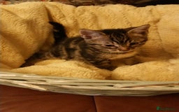 Mixed Breed cats for sale: Long Haired Maine Coon Type Kittens Mixed Breed :) - Image 4