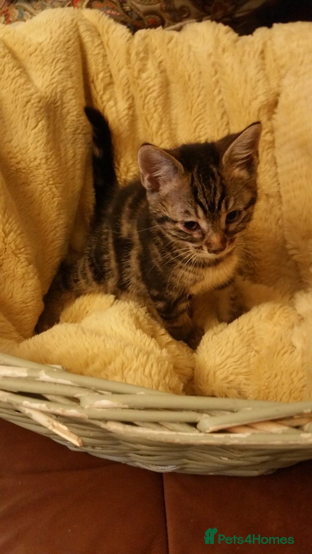 Mixed Breed cats for sale: Long Haired Maine Coon Type Kittens Mixed Breed :) - Image 4