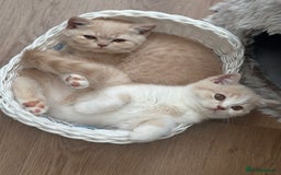 British Shorthair cats for sale: Beautiful soft teddy bears 🩷🩷only two girls left - Image 33