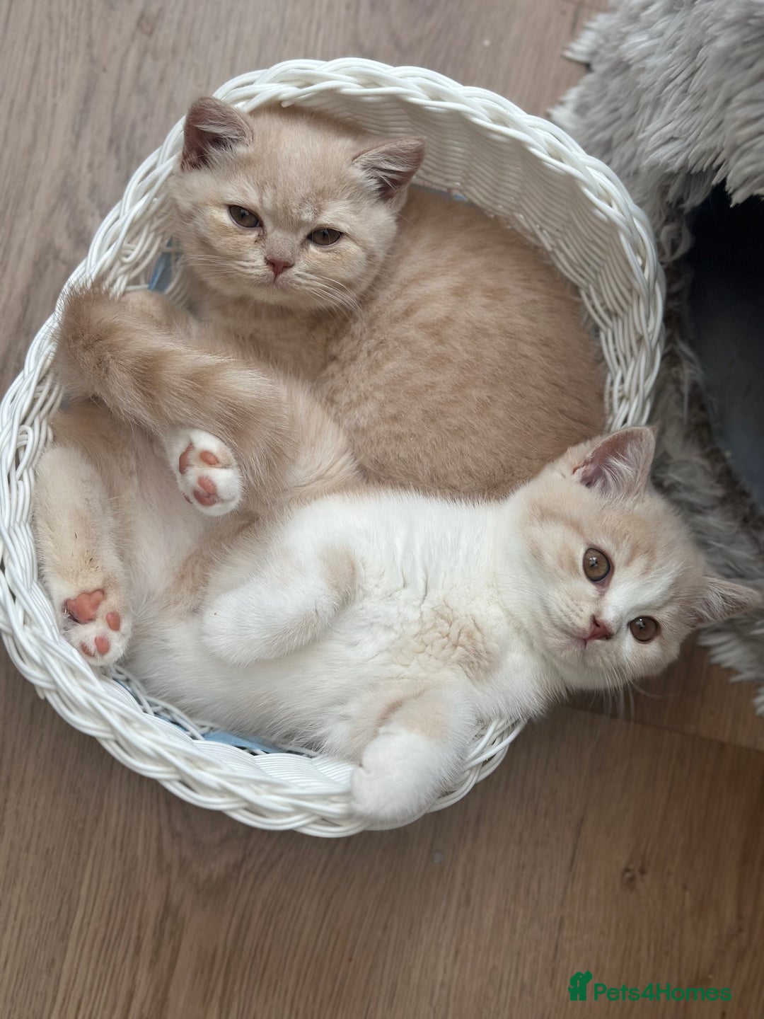 British Shorthair cats for sale: Beautiful soft teddy bears 🩷🩷only two girls left - Image 33