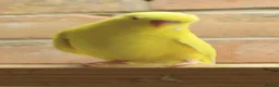 Budgerigars birds for sale: Budgies  in Sleaford - Advert 18