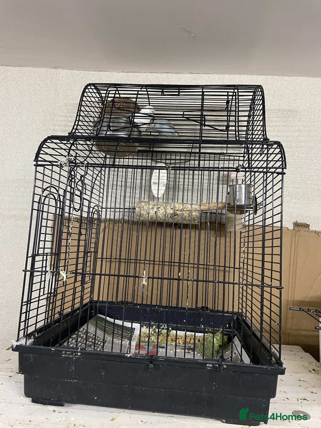 Mixed Breed birds for sale: Beautiful parrotlets  in Birmingham - Advert 3
