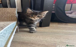 Maine Coon cats for sale: Maine coons - Image 4