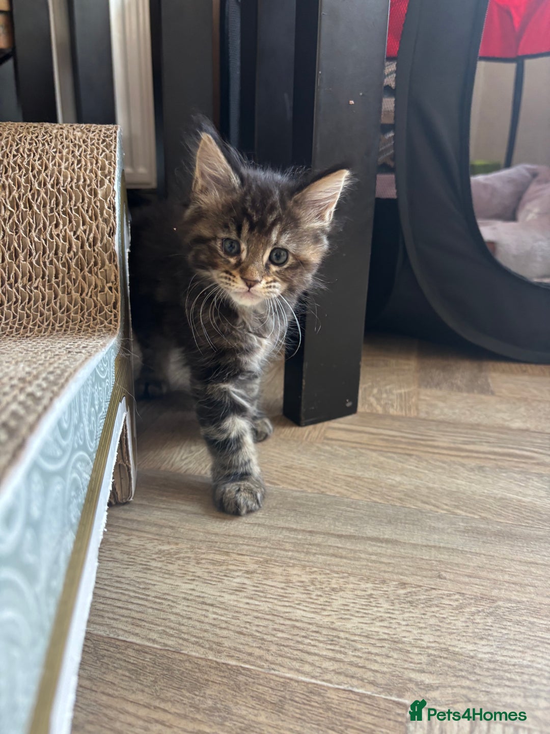 Maine Coon cats for sale: Maine coons - Image 4