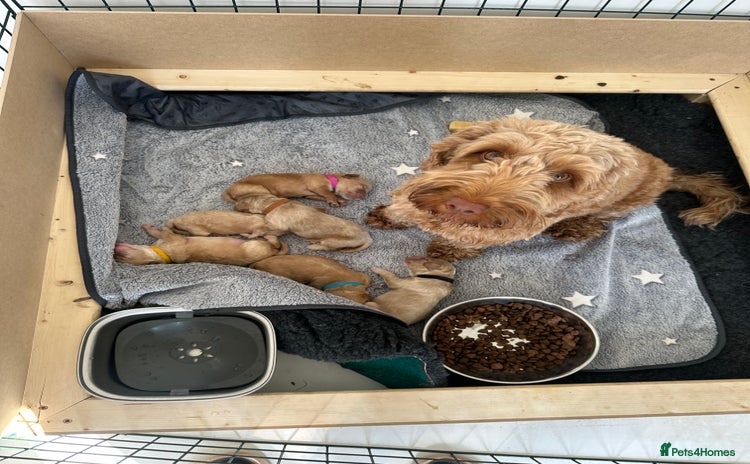 Cockapoo dogs - Advert 3
