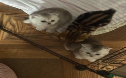 British Shorthair cats for sale: 🥰Beautiful kittens with rare colouring🥰 - Image 35